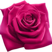 Fuschia rose