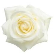 White rose
